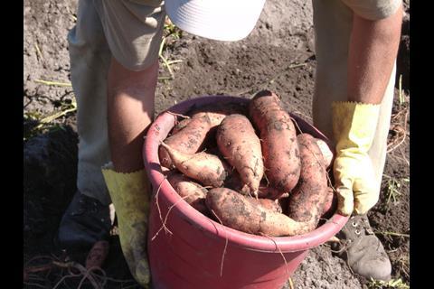 The commission is expecting a good crop despite weather challenges